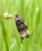Endothenia sp.